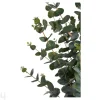 Tekoeukalyptus