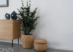 Tekoeukalyptus