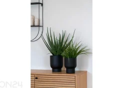 Tekokasvi Aloe Vera 1 kpl