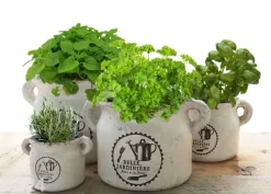 Yrttiruukku BELLE JARDINIERE 15,5 cm